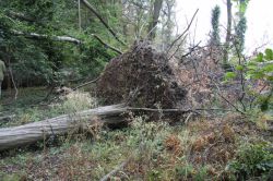 Hambacher_Wald_27072019 (18)_1_1